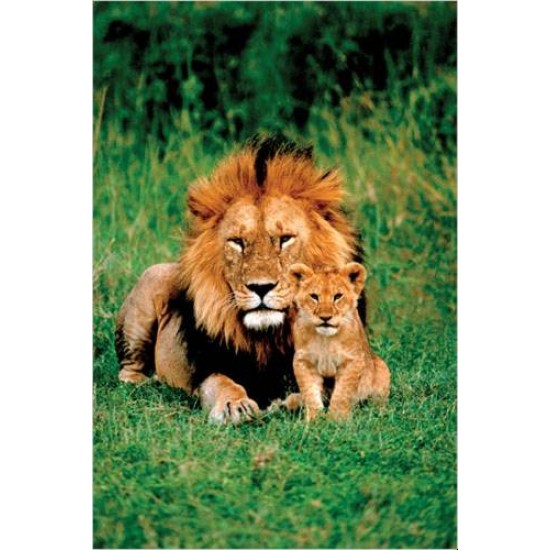 Affiche : Lion et son Petit