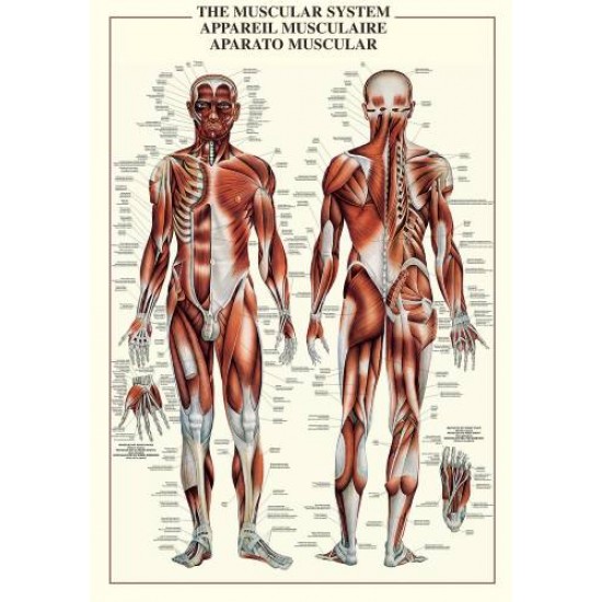 Affiche : Système Musculaire
