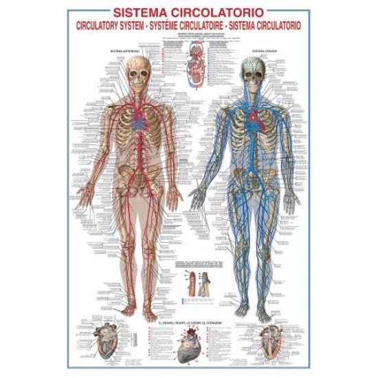 Affiche : Système Circulatoire