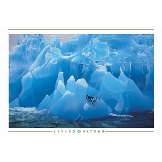Affiche : Pingouins sur Iceberg