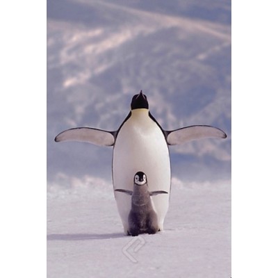 Affiche : Pingouin et Petit