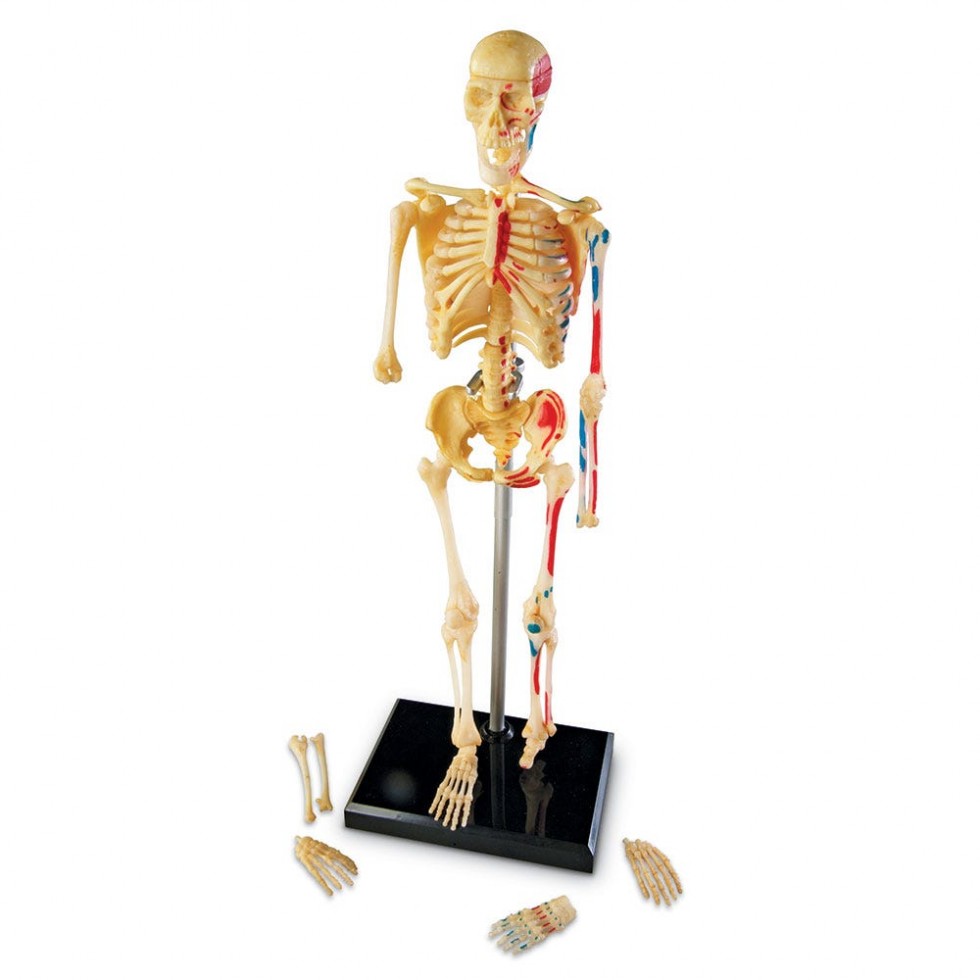 Squelette anatomique du corps humain 46cm