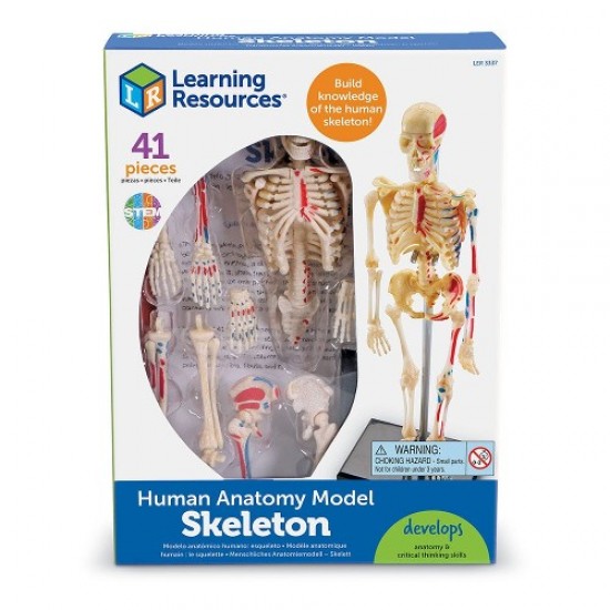 Mini maquette du squelette humain 14_0007666 – Helloshop26