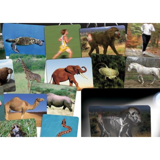 Animals inside. Photocards of animals. Live animal inside Sticker. Animal inside Light.