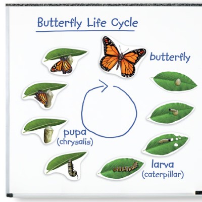 Cycle de Vie: Papillon